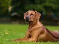 Un maestoso Rhodesian Ridgeback nero, con il suo mantello lucido, riposa sull'erba verde.