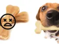 Attenzione: un osso di pelle per cani fa male. Un cane felice con un osso finto.