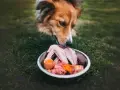Un cane assaggia un pasto BARF: ali di pollo crude, carne macinata, uovo e carote in una ciotola sull'erba.