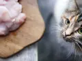 Un gatto tigrato con occhi verdi guarda con interesse un tagliere con pezzi di pollo crudo, suggerendo che i gatti possono mangiare il pollo.