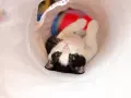 Gatto bianco e nero gioca in un tunnel, un'idea divertente per i giochi da fare con i gatti.