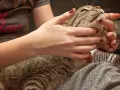 Mani che accarezzano delicatamente un gatto tigrato, forse per alleviare il disagio di un massaggio gatto stitico.