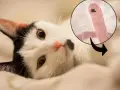 Gatto bianco e nero con un ingrandimento di vermi polmonari, un pericolo per la salute felina.