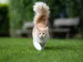 Un gatto Maine Coon color crema cammina sull'erba con la coda alta. Chissà perchè il gatto muove la coda in questo modo, forse è curioso o felice.
