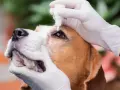 Mani guantate applicano gocce oculari a un beagle. Il cane ha un'espressione paziente mentre riceve il trattamento.