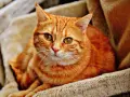 Gatto rosso dal carattere fiero, con occhi verdi penetranti, riposa su una morbida coperta.