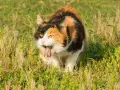 Calico cat with tongue out, appearing to vomit in tall grass.
