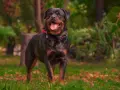 Un maestoso carattere rottweiler maschio, con la lingua fuori e un collare rosso, posa in un parco autunnale.