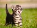 Un gattino tigrato, con gli occhi chiusi e la bocca aperta, emette un verso felice nel prato.