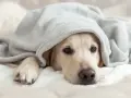 Un cane si nasconde sotto una coperta, forse per sentirsi più sicuro, come se fosse sotto al letto.