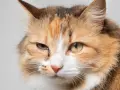 Occhi dolci e un po' tristi di un pica gatto tricolore, con una goccia che scende dall'occhio sinistro.
