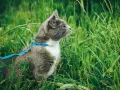 Gatto grigio con pettorina blu in mezzo all'erba alta. Un esempio di come abituare il gatto al guinzaglio per esplorare la natura in sicurezza.