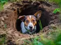 Un cane curioso emerge da una buca scavata nel terreno, forse per capire perché il cane scava sul pavimento.