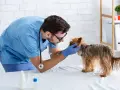 Veterinario esamina un yorkshire terrier, cercando il miglior nutrizionista per cani per una dieta equilibrata.