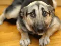 Un cane pauroso con occhi grandi e imploranti, sdraiato su un pavimento di legno. Sembra spaventato e cerca conforto.