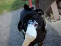 Un cane nero, con la faccia sporca di gelato, lecca felicemente un cono. Il cane può mangiare il gelato, che gioia!