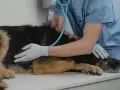 Veterinario visita un cane. Se il tuo cane ha crisi epilettiche, quando preoccuparsi?