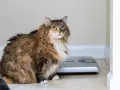 Gatto paffuto seduto vicino a una bilancia, un promemoria visivo su come far dimagrire un gatto.