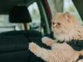 Gatto persiano color albicocca con pettorina, pronto a portare il gatto in vacanza in auto.