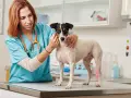 Veterinaria esamina un cane, preoccupata per la sua albumina bassa.