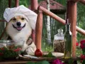 Un simpatico chef corgi prepara un'insalata, con ingredienti freschi e la certezza che i cani possono mangiare il prezzemolo.