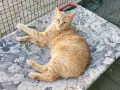 Gatto arancione sdraiato su una cuccia fiorata, con un'espressione stanca, forse a causa della leucemia felina ultimo stadio.