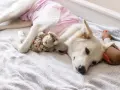Un cane bianco con un maglioncino rosa riposa su una coperta grigia, abbracciando un coniglietto di peluche. Il suo **sieroma cane** è coperto, ma sembra a suo agio.