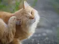 Gatto arancione si gratta l'orecchio, forse per via dei pidocchi gatto in casa.