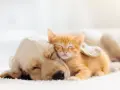 Un gattino arancione dorme sereno appoggiato a un cane dorato. Forse sognano avventure insieme, chissà cosa sognano i gatti.