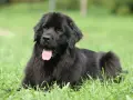 Un maestoso terranova cane nero giace sull'erba verde, con la lingua rosa fuori, godendosi una giornata di sole.