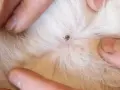 Dita che separano il pelo bianco di un gatto per rivelare una zecca attaccata alla pelle.