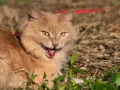 Gatto arancione con collare rosso e guinzaglio, lingua fuori, forse per dispnea gatto o per il caldo.