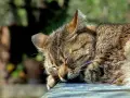 Un gatto soriano dorme beatamente al sole, con il muso appoggiato su una superficie blu.