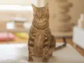 Gatto tigrato di grande razza, seduto su una superficie chiara, con occhi verdi attenti e sfondo sfocato.