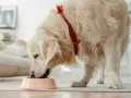 Golden retriever con bandana rossa mangia crocchette, ideali per cani con sensibilità, grazie alle proteine idrolizzate cane.