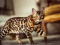 Gatto bengala dal carattere vivace, con mantello maculato e occhi verdi penetranti, cammina con eleganza.