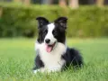 Border collie con lingua fuori, felice sull'erba. Nessun difetto visibile, solo un cane perfetto.