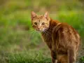Un gatto rosso tigrato guarda incuriosito, con il pelo fulvo che si fonde con l'erba verde.