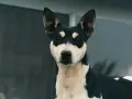 Un adorabile rat terrier con un mantello bicolore nero e bianco, con macchie distintive intorno agli occhi, guarda intensamente.