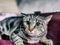 Gatto tigrato con occhi sbarrati, rannicchiato in un trasportino. Sembra spaventato, forse perché i gatti hanno paura dei temporali.