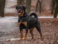 Rottweiler dal temperamento equilibrato, posa fiero in un parco autunnale.