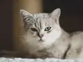 Un elegante gatto pelo medio con occhi azzurri penetranti osserva con curiosità.