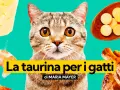 Un gatto curioso guarda verso la taurina, circondato da cibo: formaggio, gamberi e pollo arrosto.