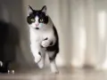 Un gatto bianco e nero salta con agilità, con gli occhi gialli che brillano.