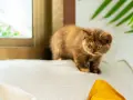 Un batuffolo di pelo marrone, un micino che sembra destinato a rimanere piccolo, osserva curioso da un cuscino.