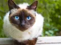 Un adorabile gatto pelo corto con occhi blu intensi guarda dritto verso l'obiettivo, circondato da un verde rigoglioso.