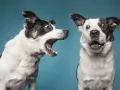 Due cani bianchi e neri con espressioni sorprese. Uno sembra un cane che abbaia forte, con la bocca spalancata.