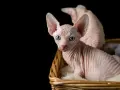 Un adorabile gatto senza pelo con occhi azzurri, seduto in un cesto di vimini su uno sfondo nero.