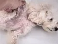 Pelo arrossato e irritato sul fianco di un cane, sintomo di dermatite da pulci.