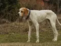 Un cane magro, bianco con macchie arancioni, con collare blu e campanellino, osserva attentamente l'ambiente circostante.